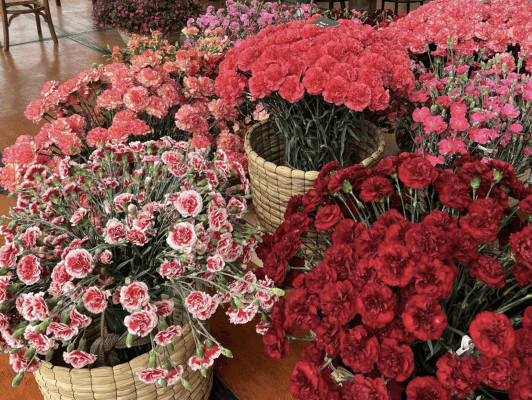 Una nueva edición de Dianthus Week está por florecer 